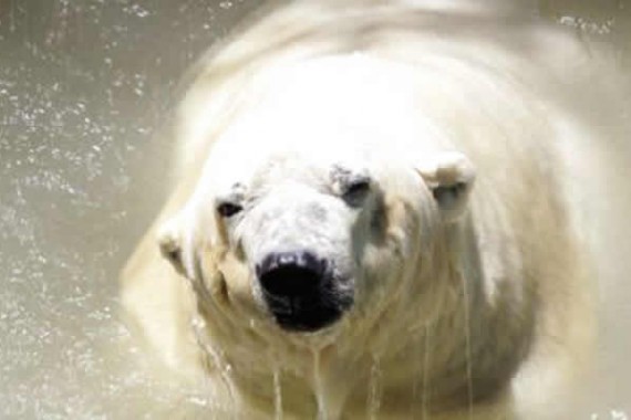 polar-bear-in-argentina