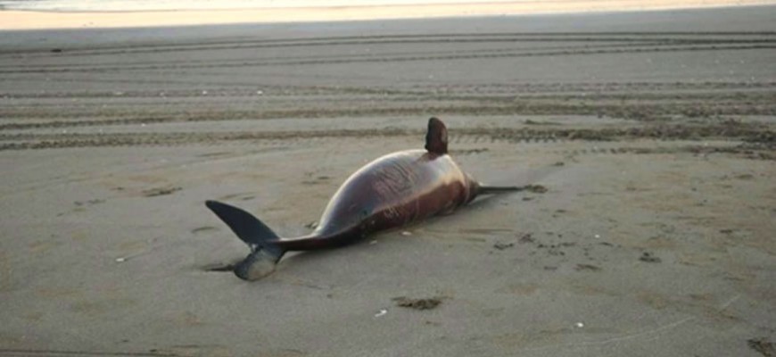 Dead dolphins found on the coast of Argentina